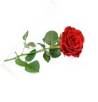 Rosa-hermosa-roja-1358588547_59