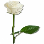 rosablancaconmensaje