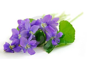 violetas